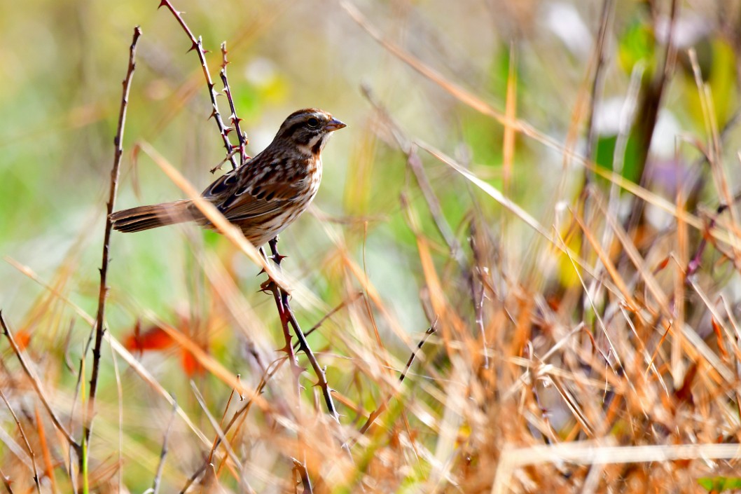 Song Sparrow on Thorny Shoots