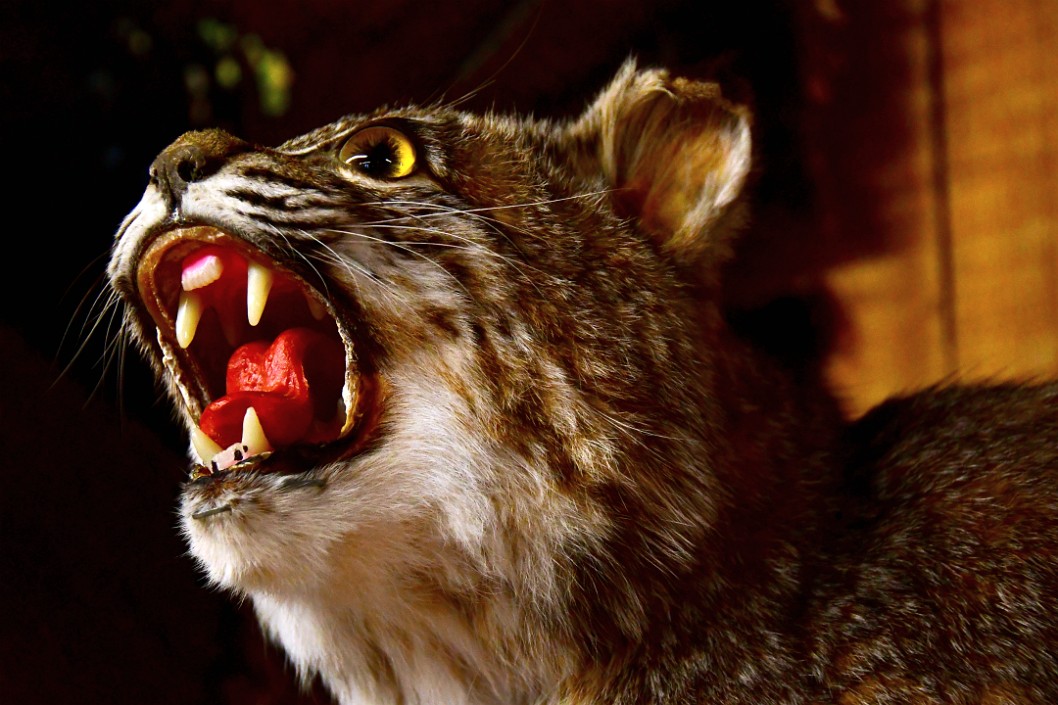 Bobcat Roar