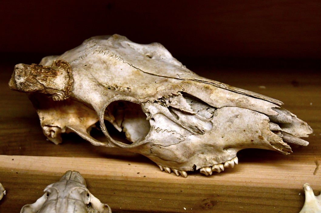 Deer Skull Remains