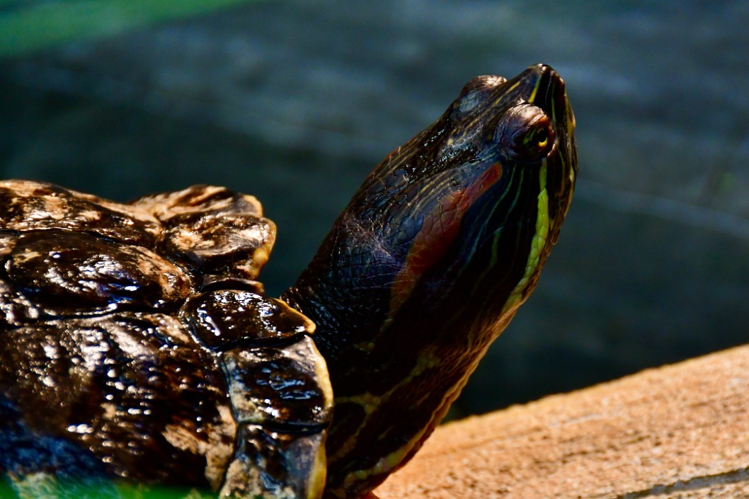 Myrtle the Red Eared Slider