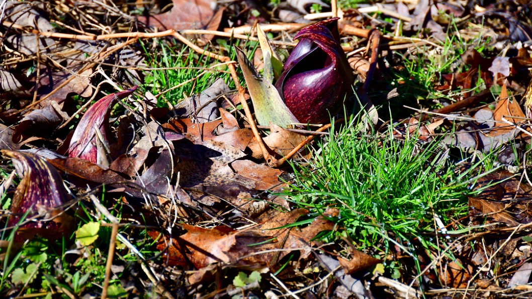 Skunk Cabbage Emerging