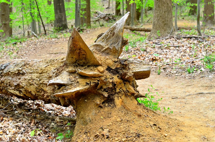 Fallen Tree Horns Fallen Tree Horns