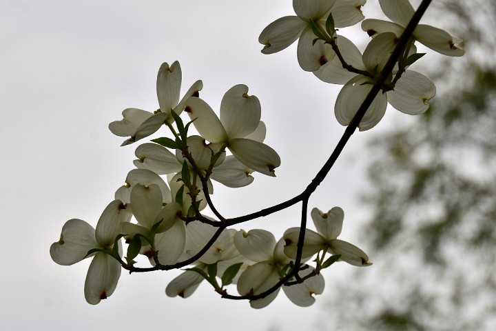 Behind the White Dogwood Petals Behind the White Dogwood Petals