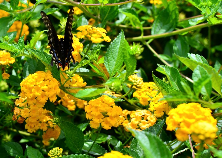 Black Swallowtail Feasting on Yellow Flowers Black Swallowtail Feasting on Yellow Flowers
