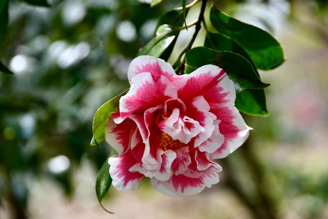 Blast of Pink of the Herme Camellia