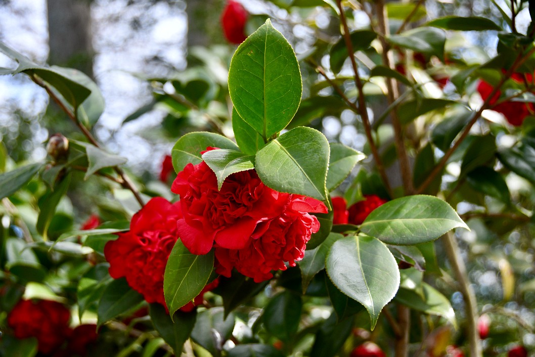 Fire Falls Camellia