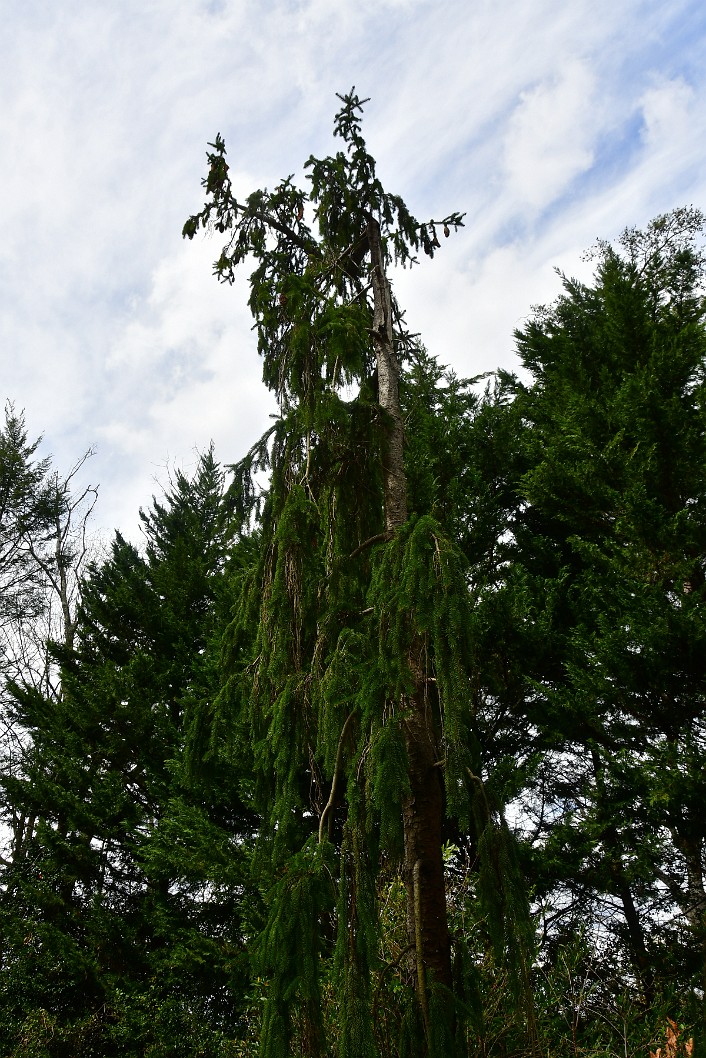 Pendula Weeping Norway Spruce