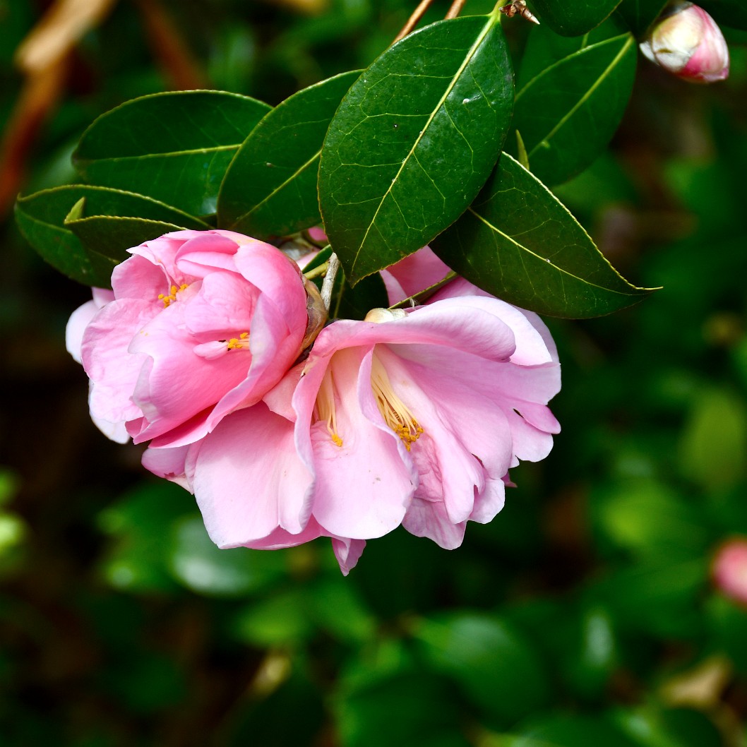 Pinnk Icicle Ackerman Hybrid Camellia