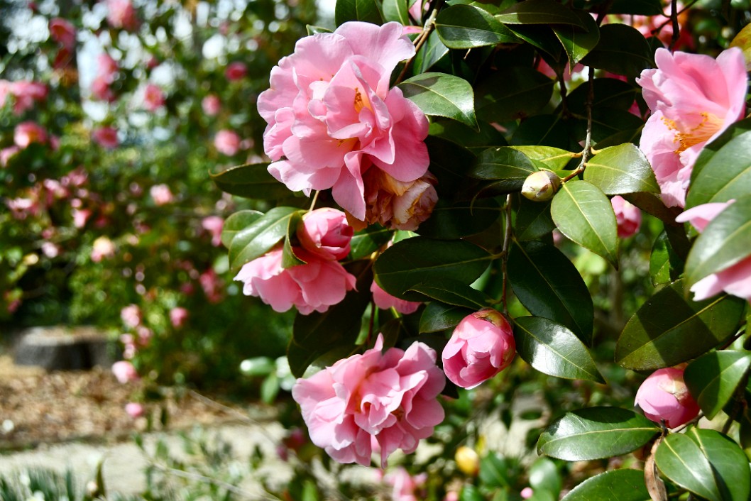 Ruffled Pink