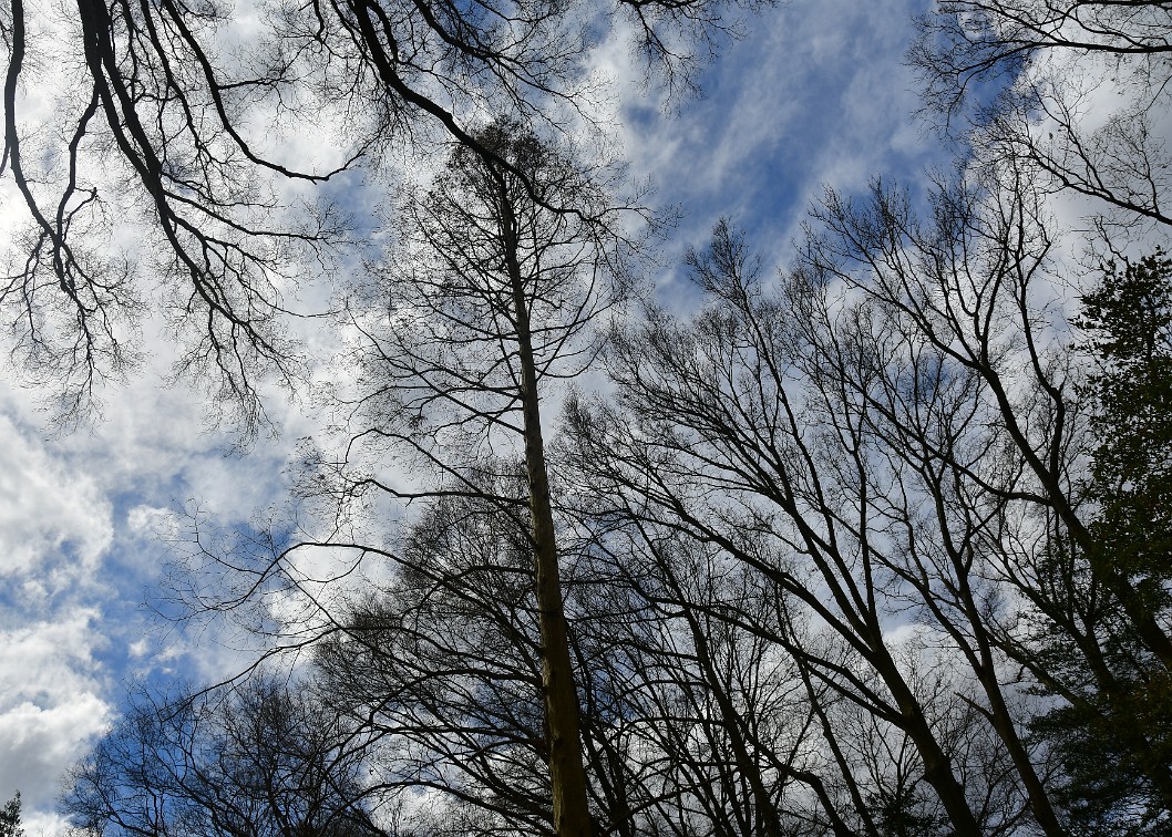 Dawn Redwood Reaching Upwards