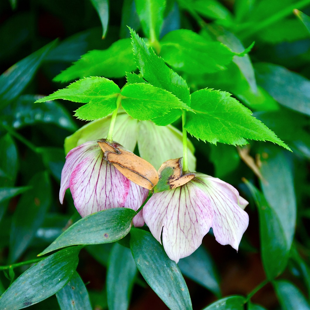 Lenten Roses Among the Leaves