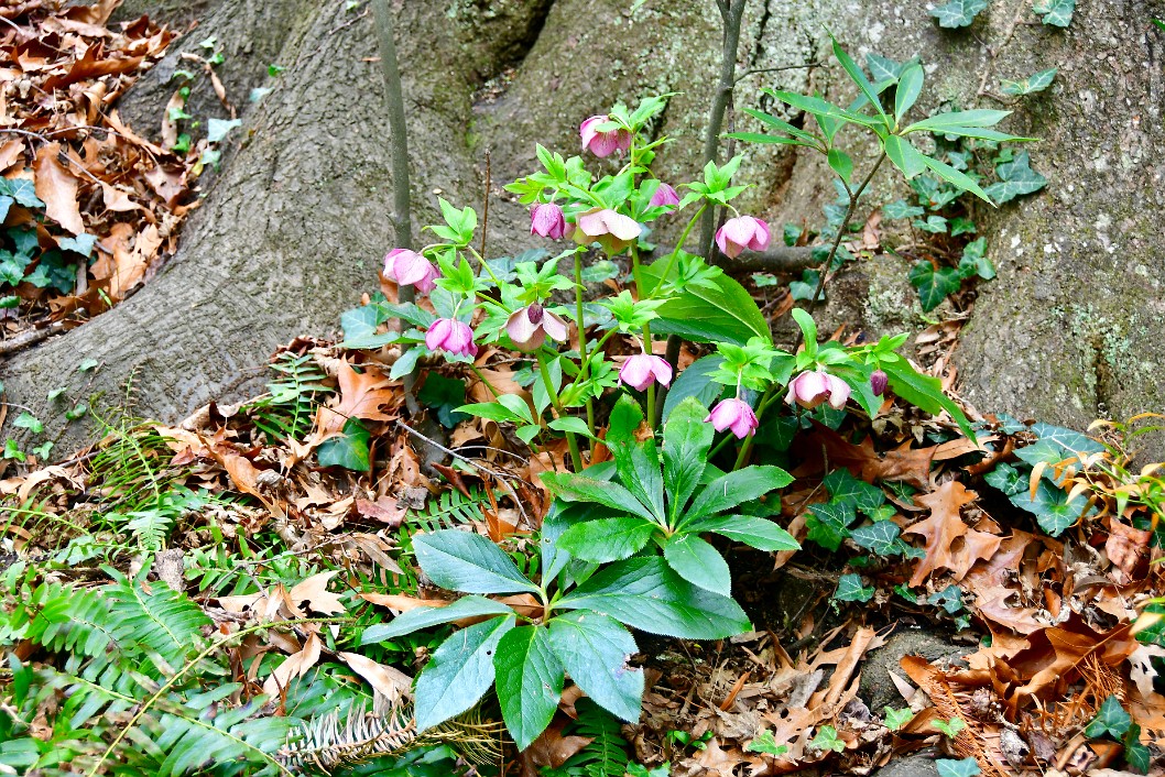 Nestled Near a Tree