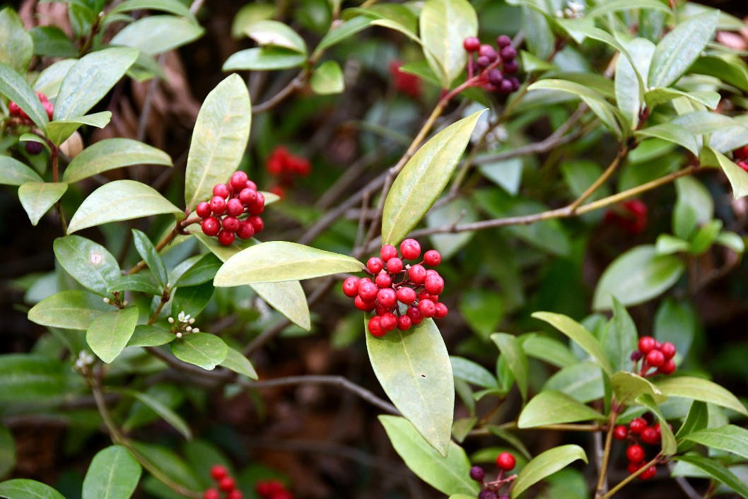 Red Berries of the Chinese Stranvaesia