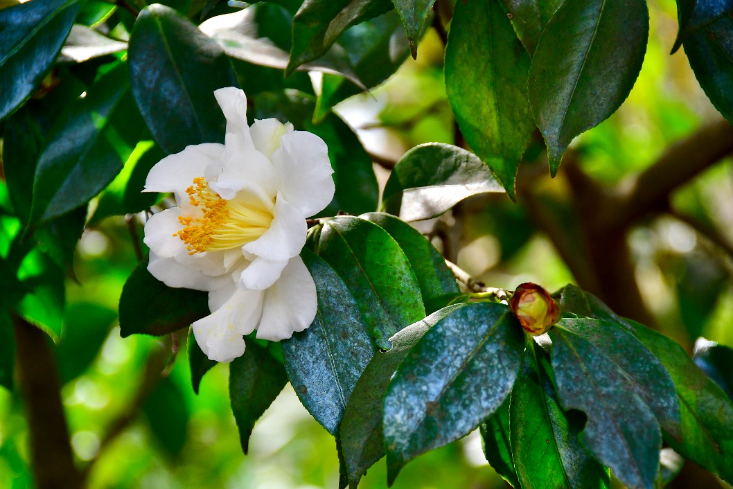 White Empress Camellia