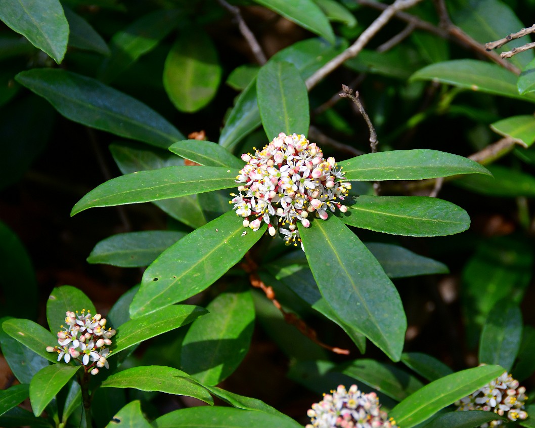 White Flowers of the Japanese Skimmia