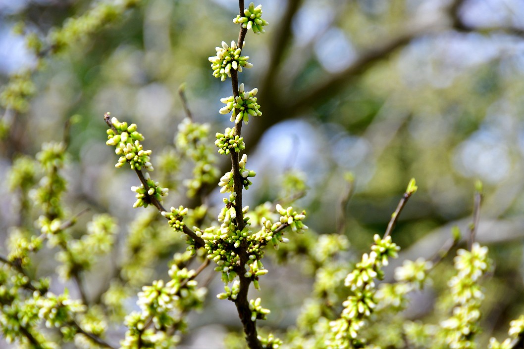 Albino Eastern Redbud Starting to Bloom