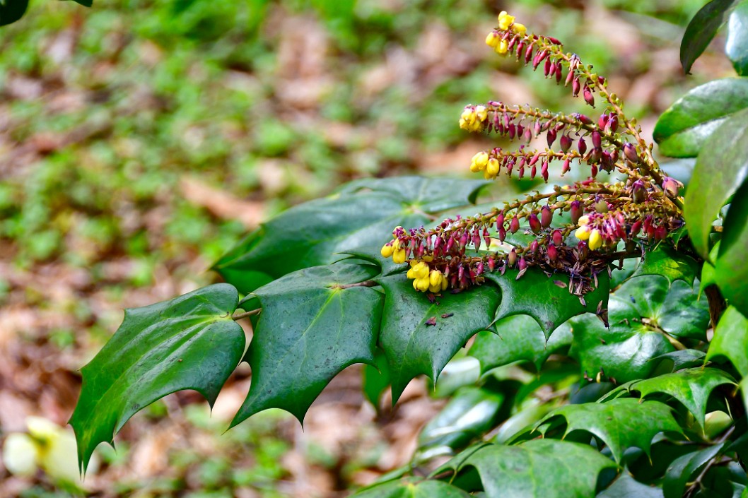 Blooms Resting on Leafs