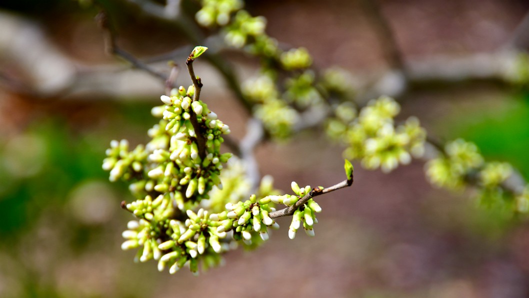 Buds Like Soft Spikes