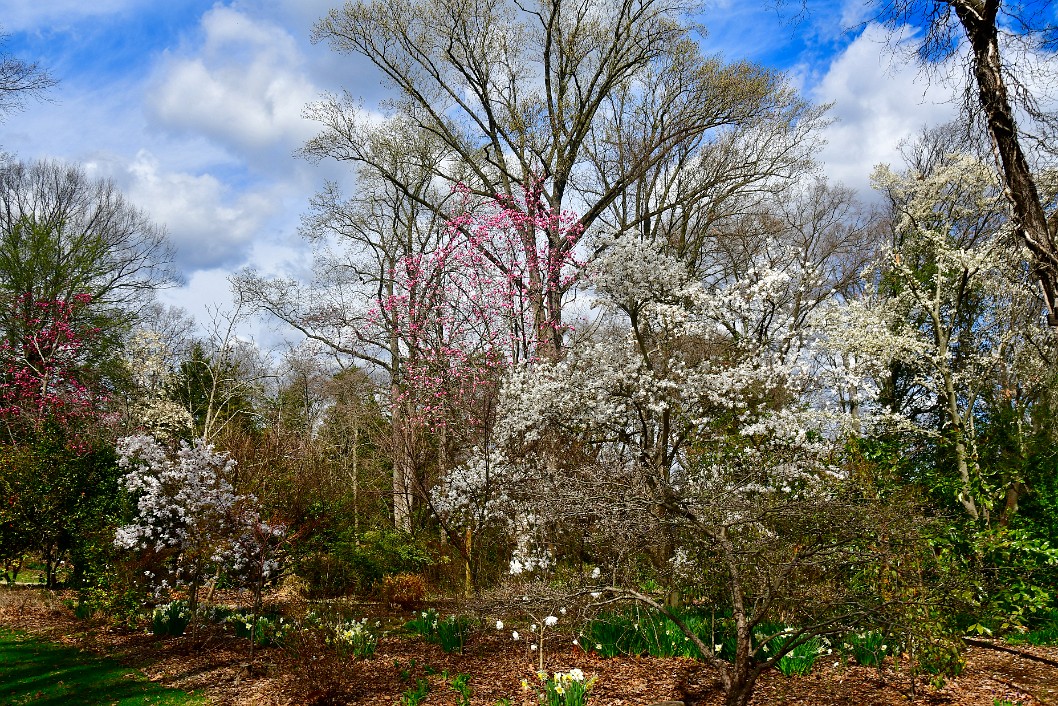 Bursts of Springtime Colors Forming