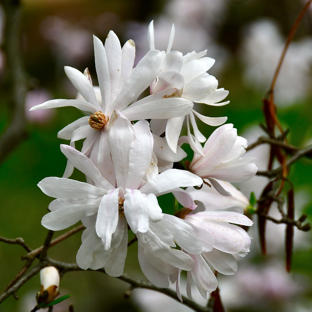 Cluster of Rubra Star Magnolia Blooms