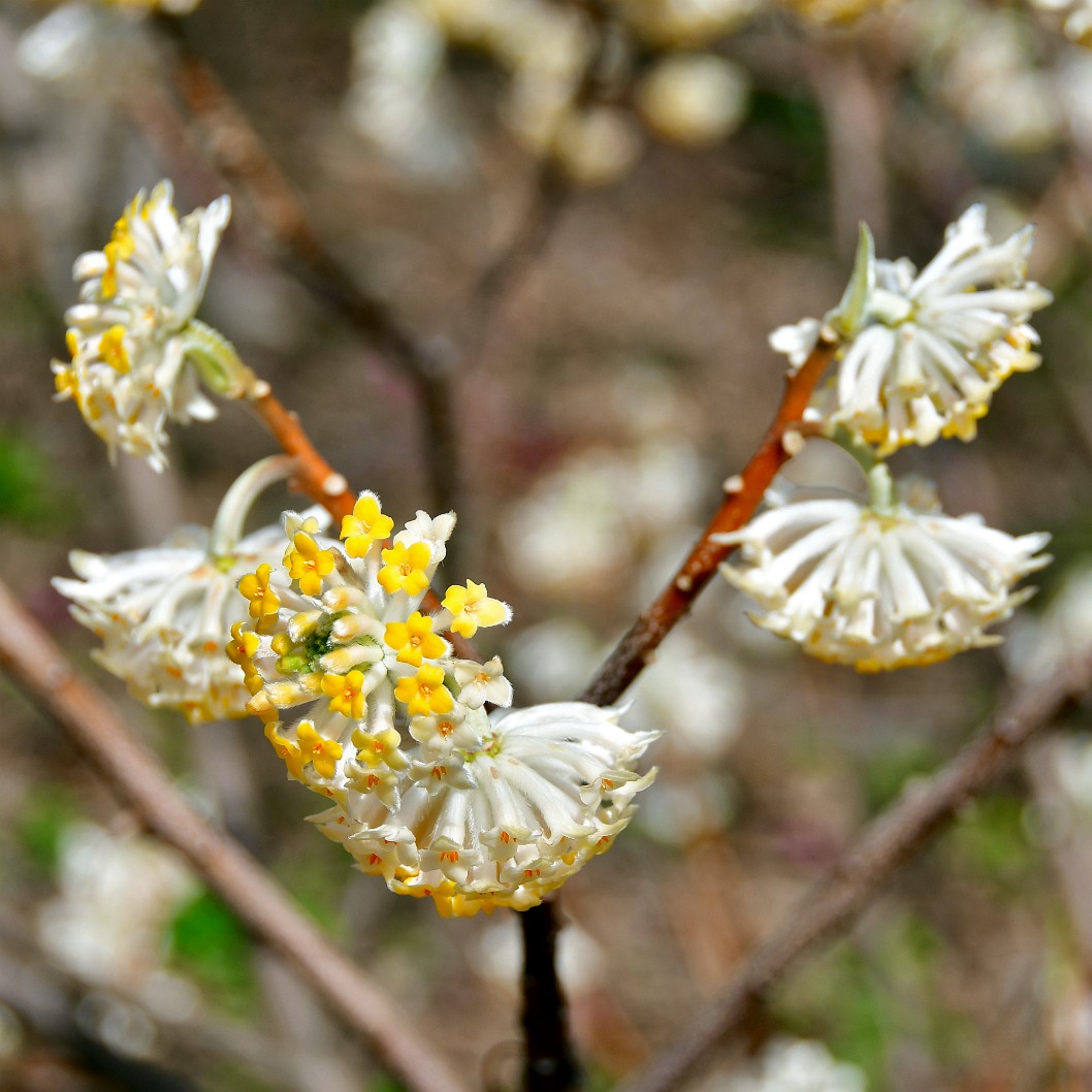 Fragrant Paperbush With Little Yellow Flowers