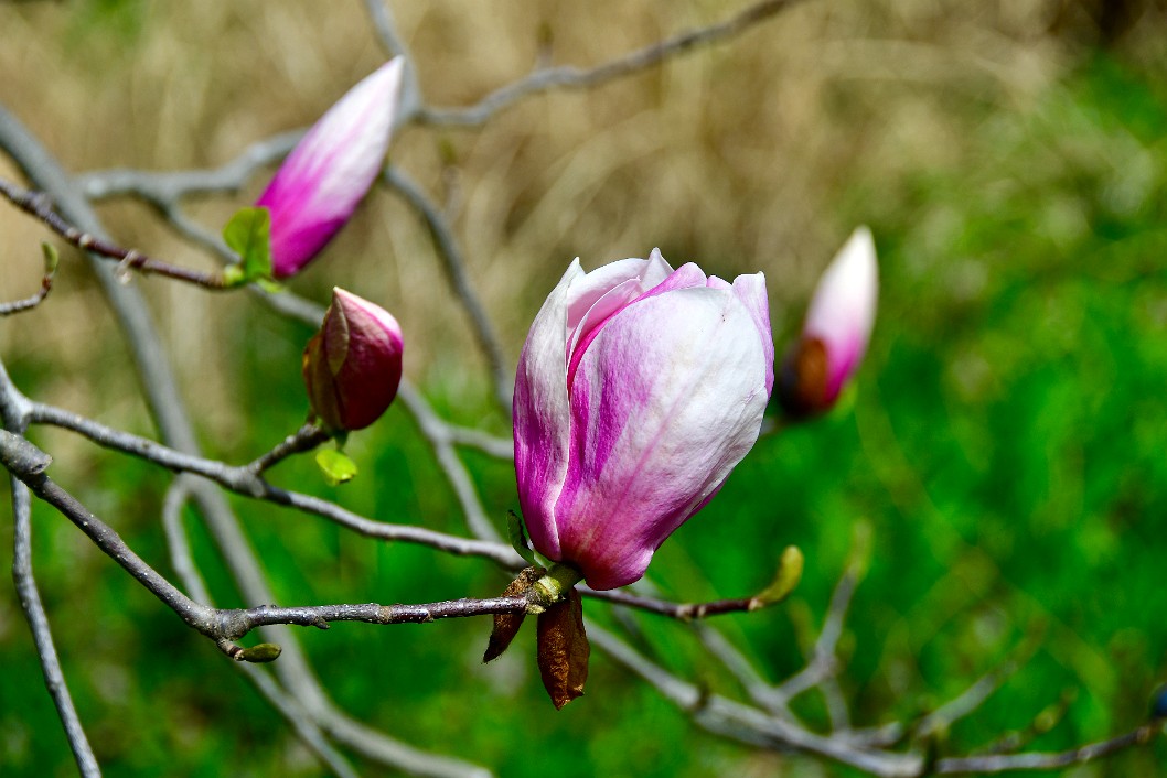 Lennei Magnolia