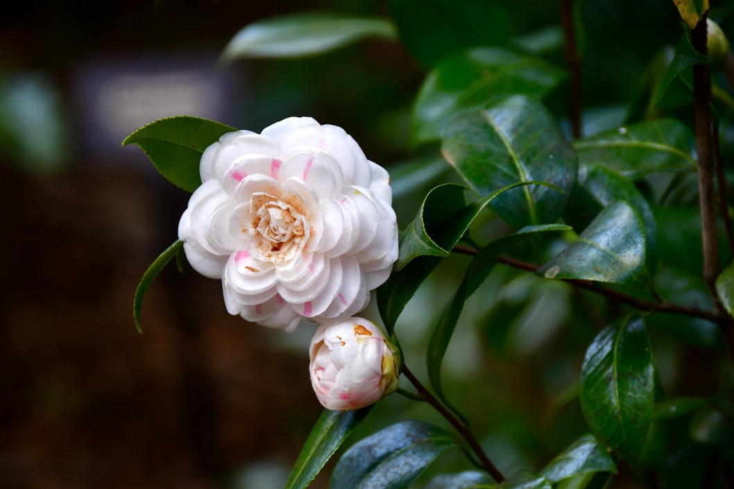 Little Pink Lines on the Camellia Blooms