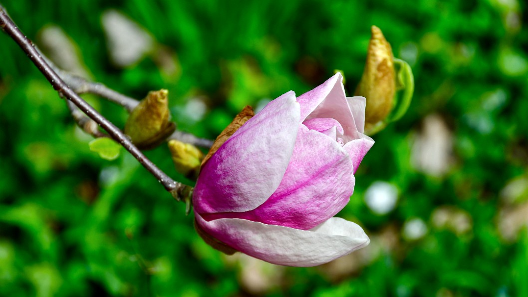 Textured Lennei Magnolia Bloom