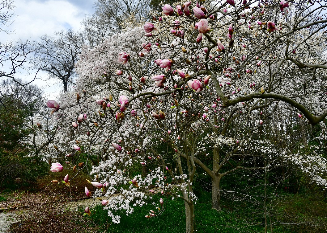 Two Different Magnolias