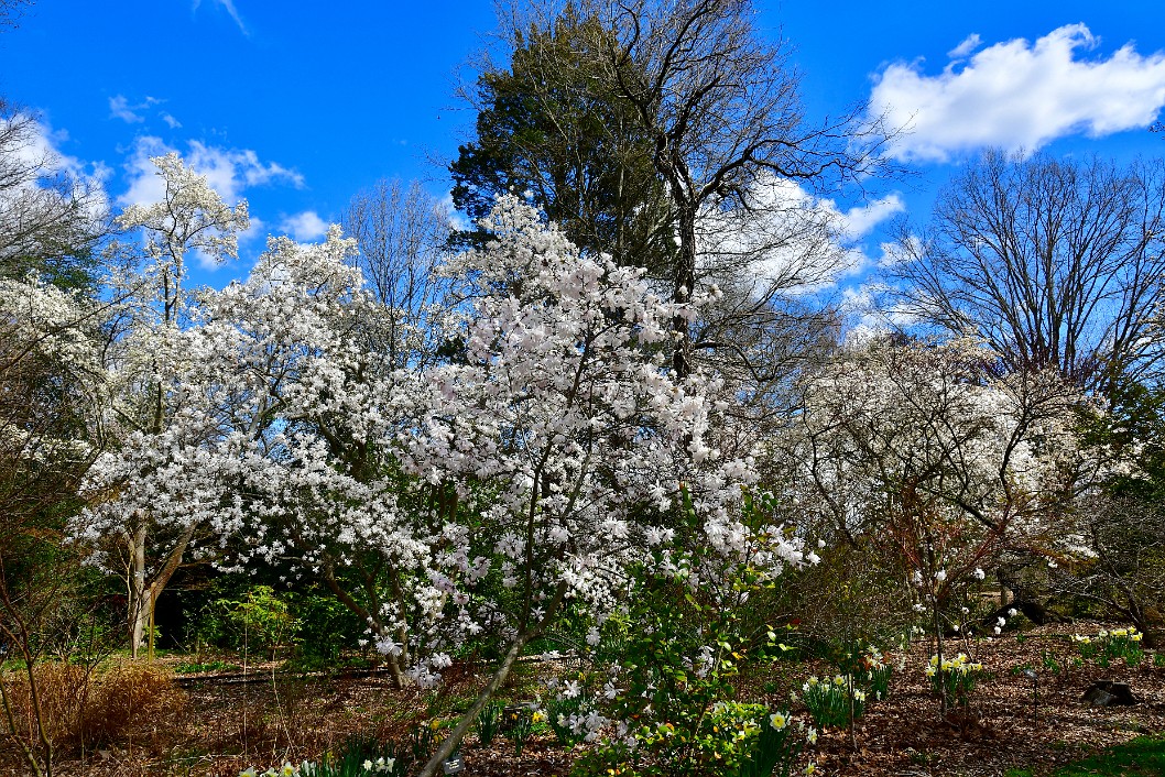 Whites in Bloom