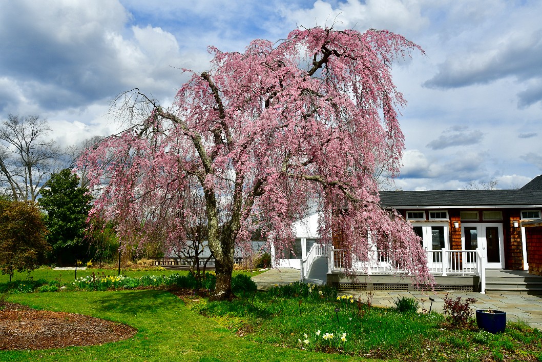 Pink Blooms of the Weeping Cherry