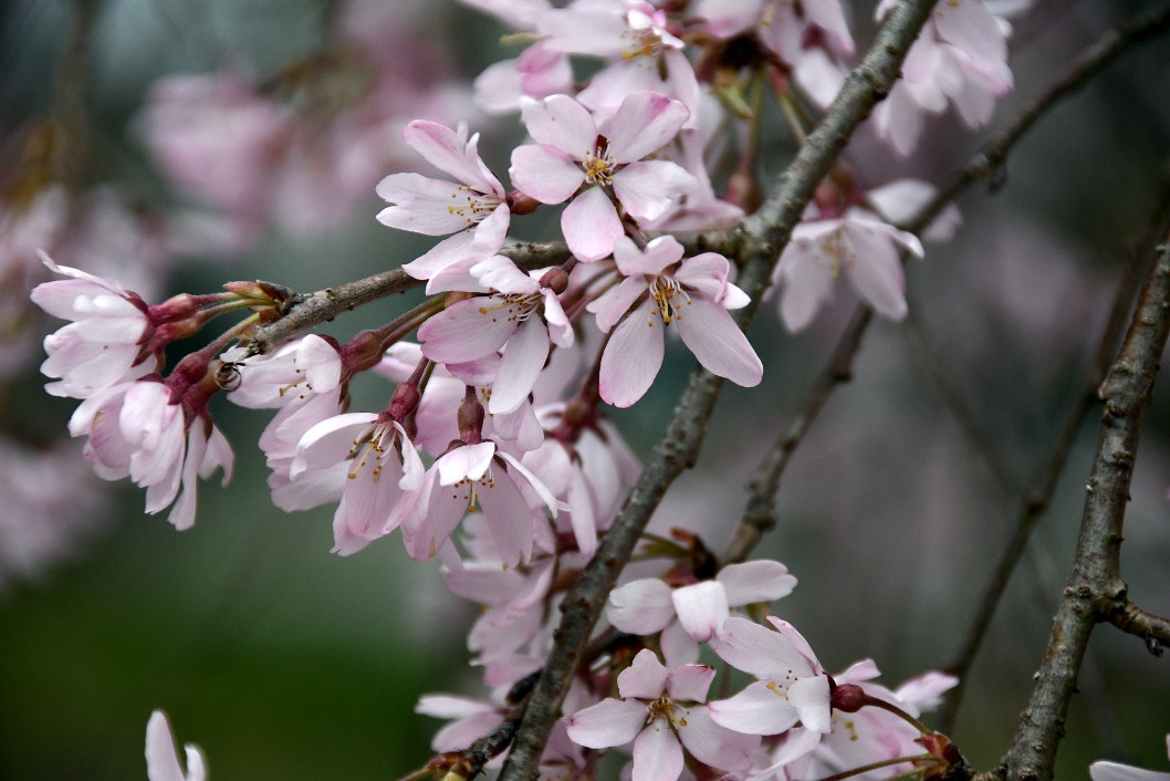 Pink Flowers of the Pendula Higan Weeping Cherry