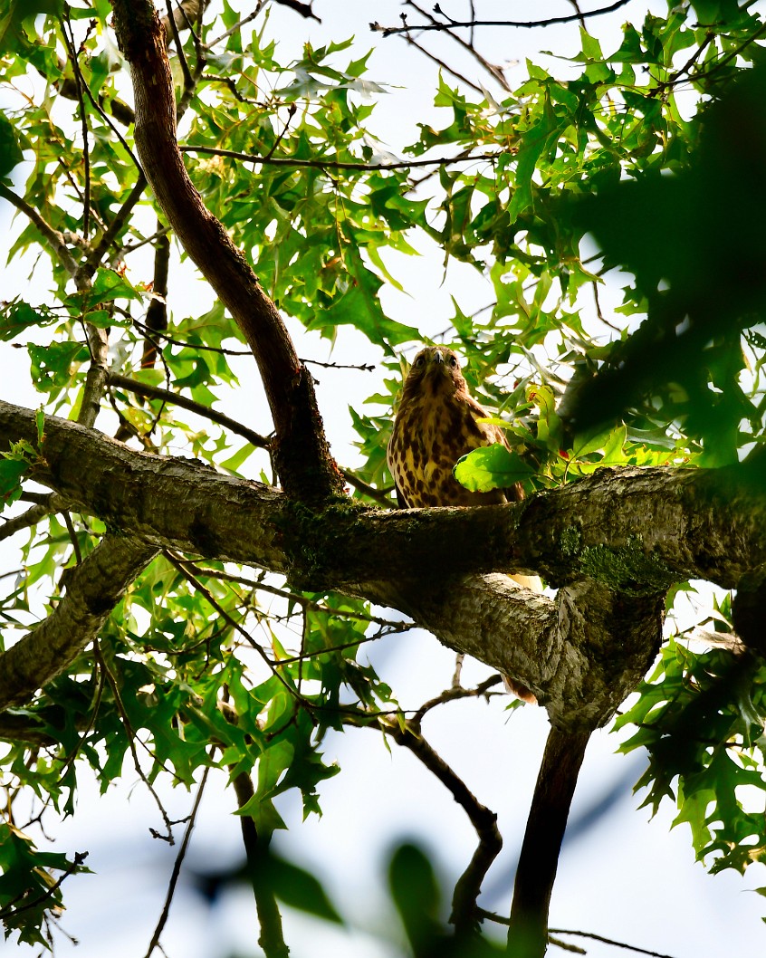 Hawk in the Maple Tree