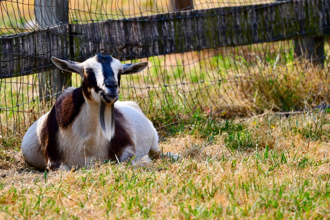Goat Sit