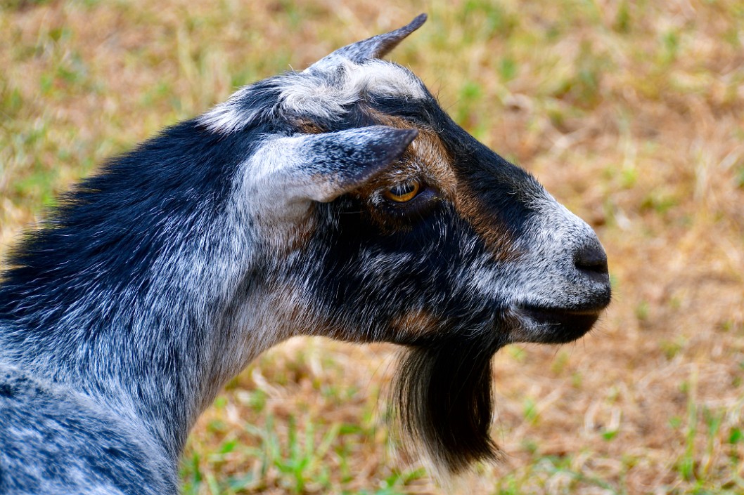 Great Goatee