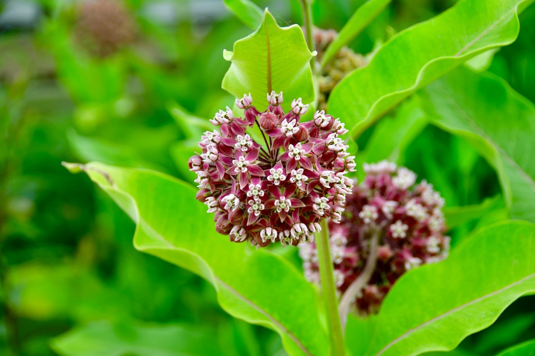 Common Milkweed in Bloom 1