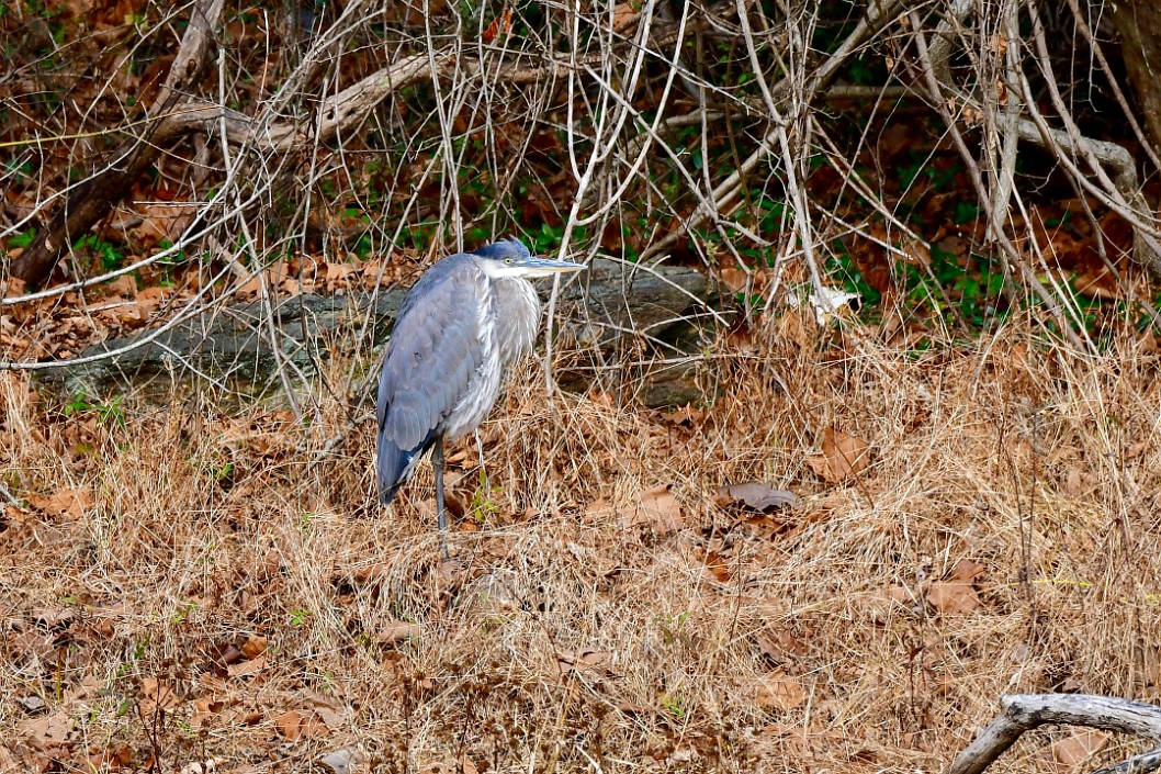 GBH Among the Dry Grasses