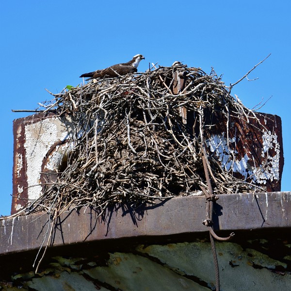 Ospreys on Nest