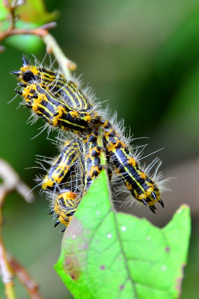 Caterpillar Stillness