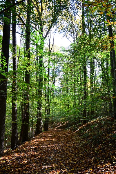 Leaf Covered Trail Leaf Covered Trail