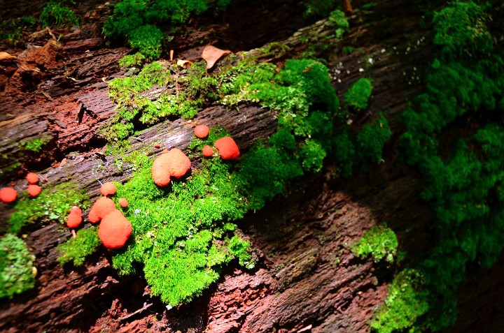 Reds and Greens on Rotting Wood Reds and Greens on Rotting Wood