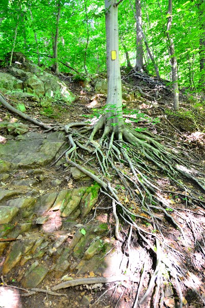 Roots Pouring Over Rocks Roots Pouring Over Rocks