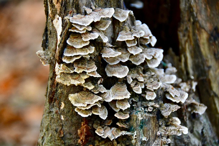 Grey Tree Fungus
