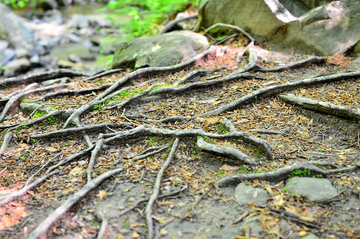 Roots and Rocks and Moss Roots and Rocks and Moss