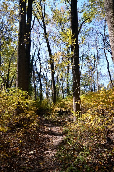 Approaching Bare Trees Approaching Bare Trees