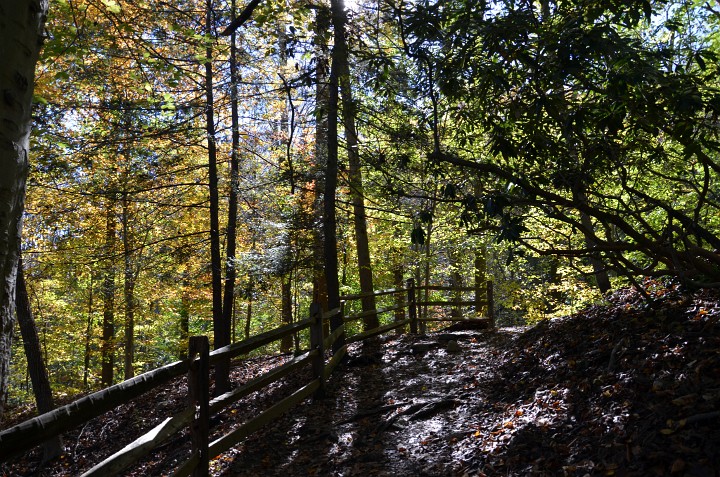 Fence in Dappled Light Fence in Dappled Light