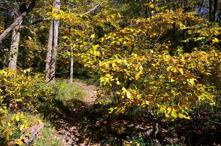 Gold and Green Over the Path Gold and Green Over the Path