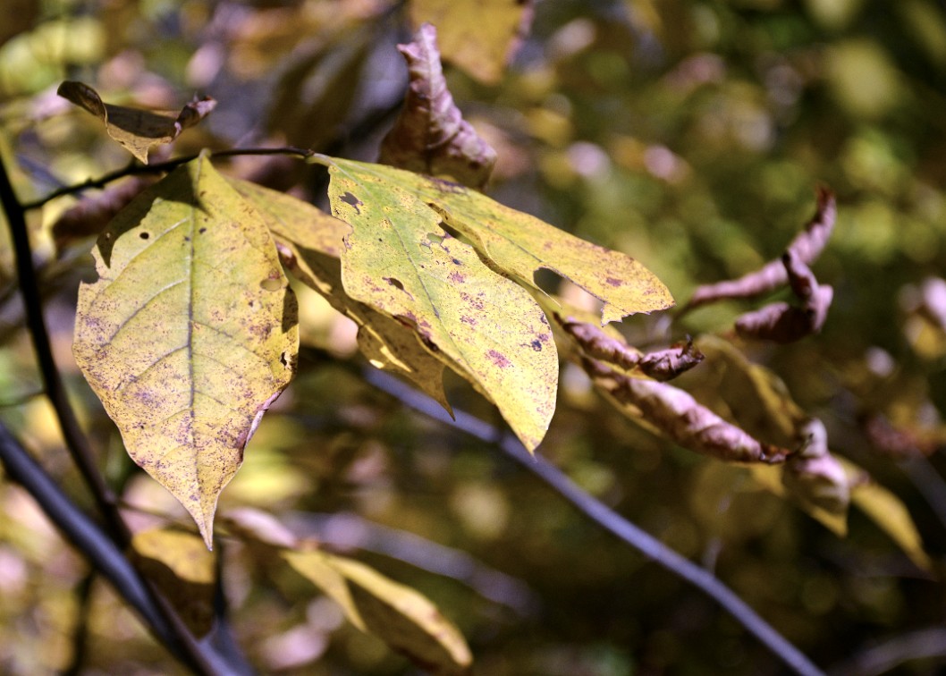 Leaves Rotting Leaves Rotting