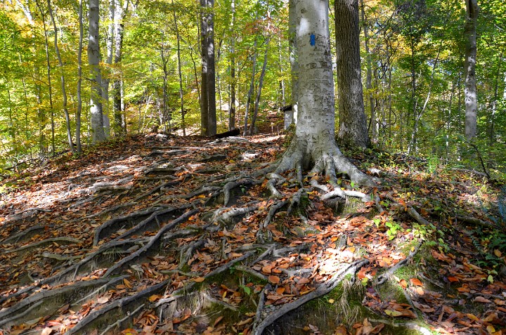 Roots Crawling Down the Hill Roots Crawling Down the Hill