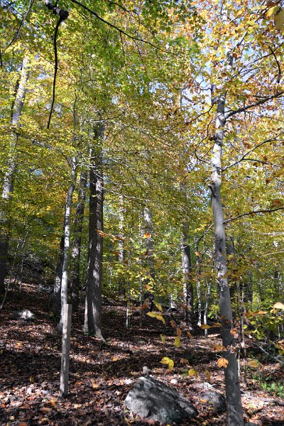 Tall Skinny Trees Tall Skinny Trees